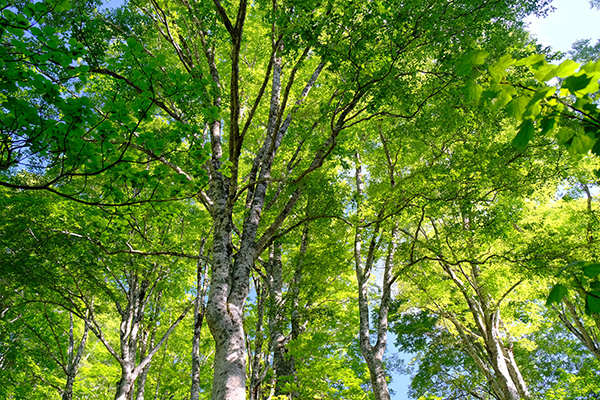 不動産処分に困る土地や建物